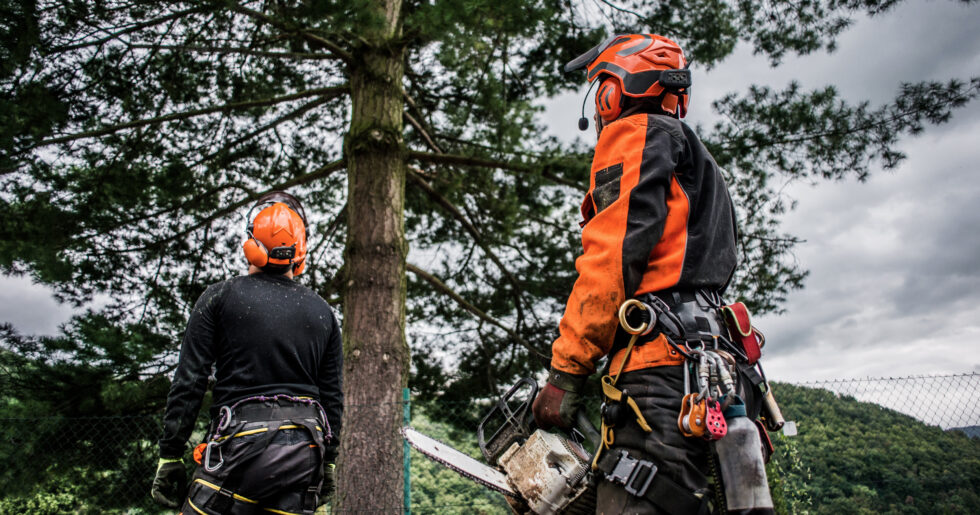 Tree Trimming by MMP Tree Service LLC