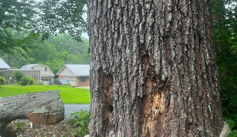 Tree Risk Assessment by MMP Tree Service