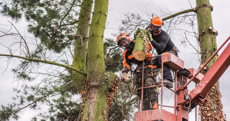 Tree Removal by MMP Tree Service LLC