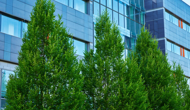 Commercial Tree Service by MMP Tree Service